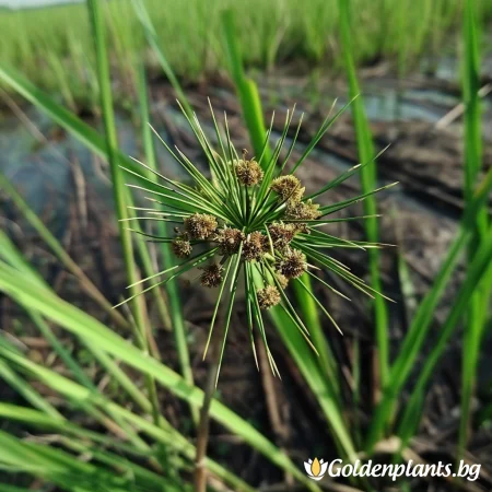 Морски Ситник
