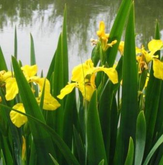 Блатен ирис / Iris pseudacorus - жълт...