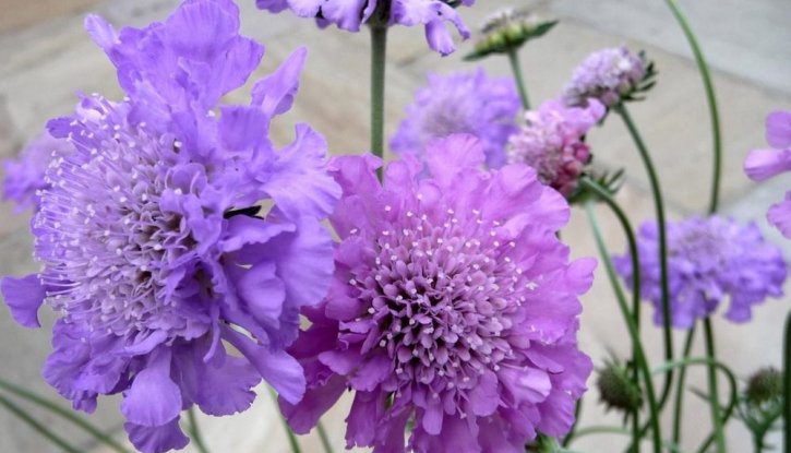 Скабиоза - Scabiosa