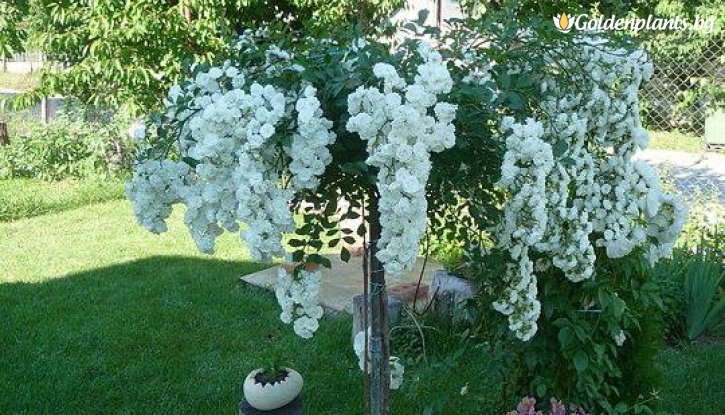 Снимка Бяла плачеща роза - Дърво 110 - 140 см.