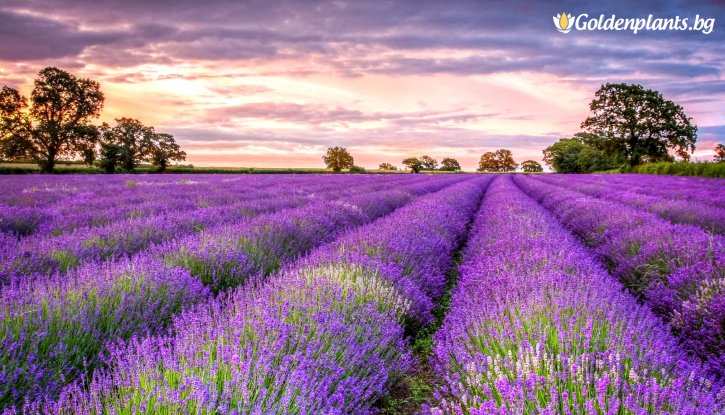 Лавандула /Lavandula/