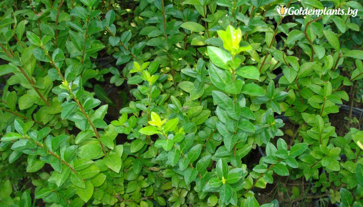 Снимка Лигуструм вечнозелен - Ligustrum Ovalifolium