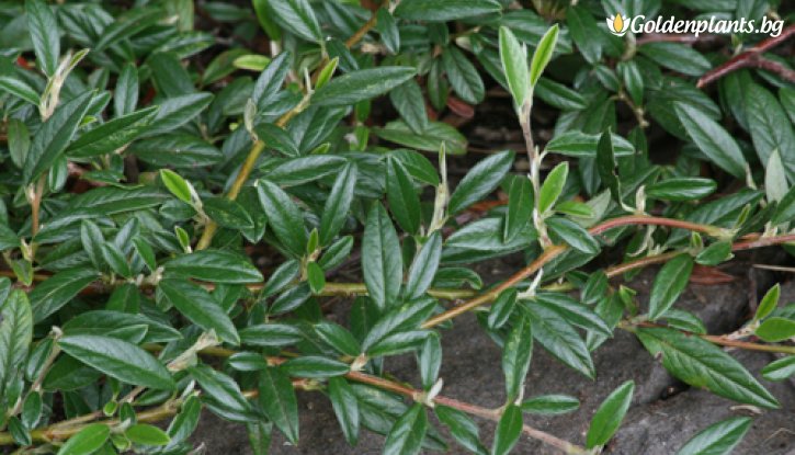 Снимка Котонеастър Salicifolia - Cotoneaster Salicifolia