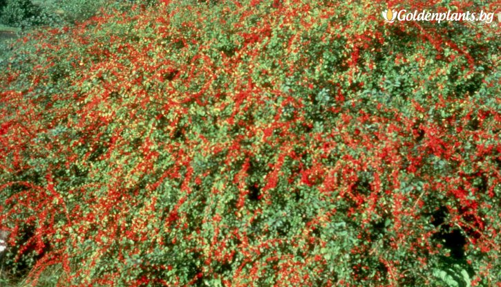 Снимка Котонеастър Мултифлора - Cotoneaster Multiflora