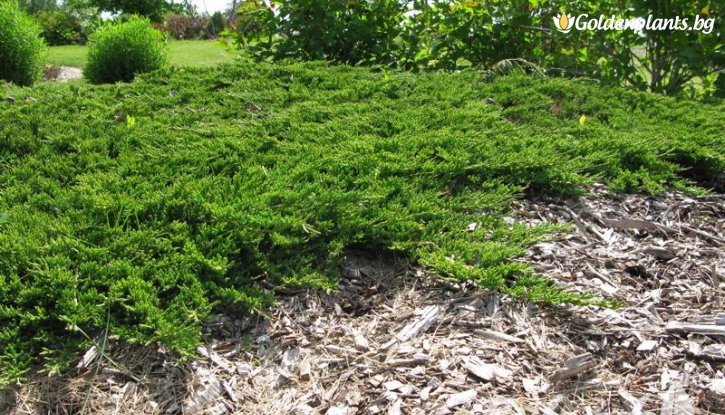Снимка Хвойна Принца на Уелс - Juniperus horizontalis Prince of Wales