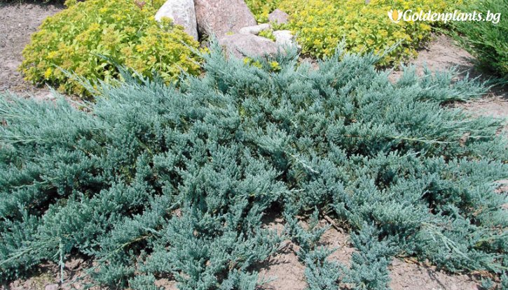 Снимка Юниперус Блу чип - Juniperus Blue Chip