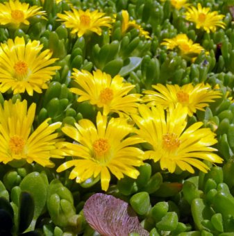 Делосперма жълта /Delosperma Yellow/