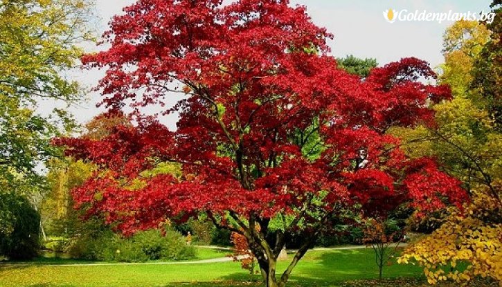 Снимка Червен дъб - Quercus Rubra