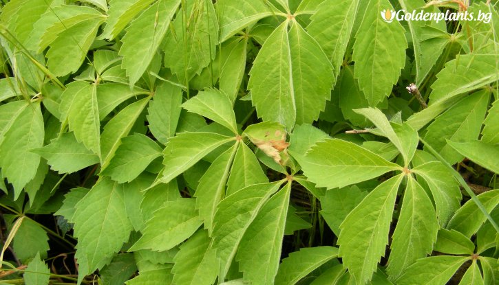 Снимка Дива лоза parthenocissus - Parthenocissus quinquefolia