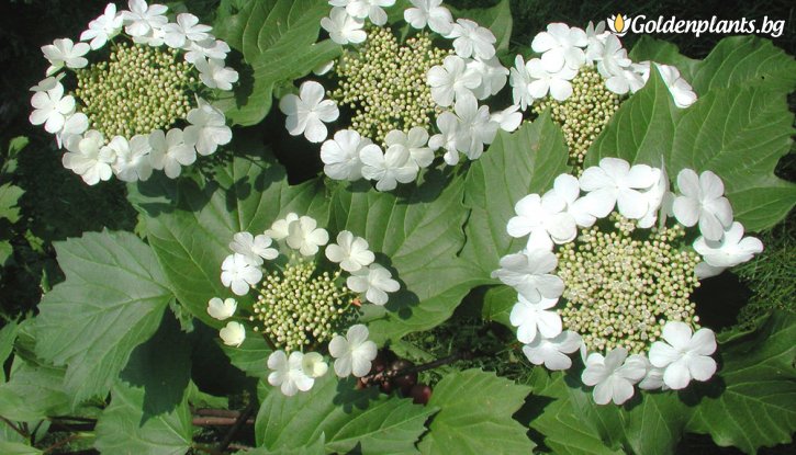 Калина viburnum opulus