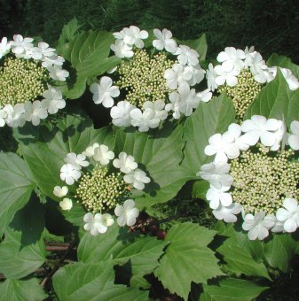 Калина viburnum opulus