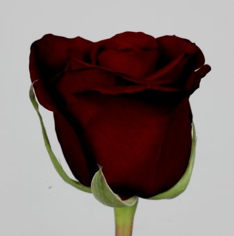 Роза  тъмночервена черна в контейнер