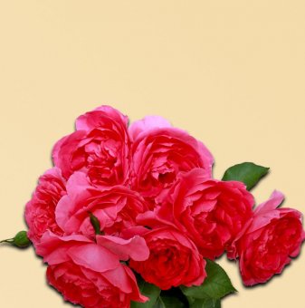 Роза розова катерлива в контейнер