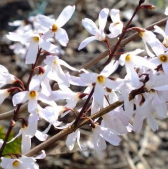 Форзиция бяла / Abeliophyllum distichum /...
