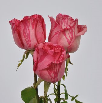 Роза рисувана розова в контейнер