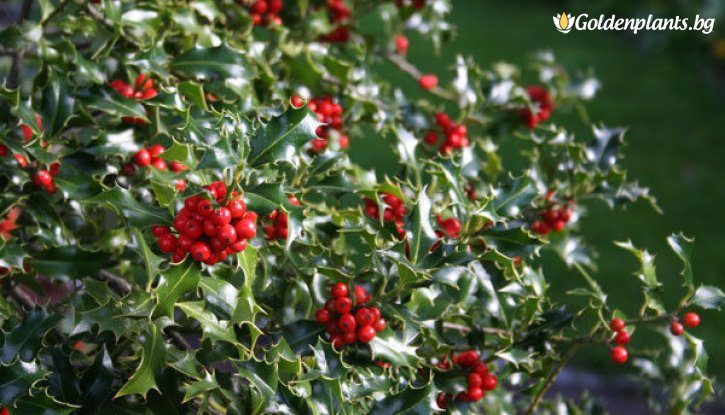 Снимка Джел Аляска, Илекс - Ilex Aquifolium Alaska 