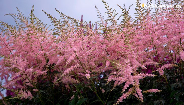 Астильба простолистная hennie graafland фото