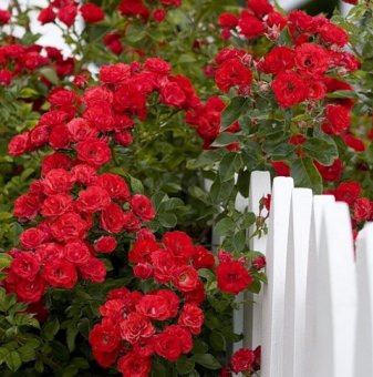 Червена плачеща роза - Дърво 110 - 140 см.