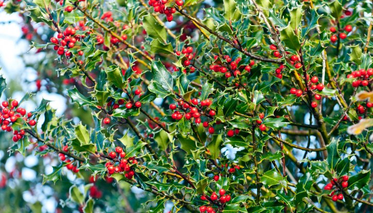 Снимка Джел Аляска, Илекс - Ilex Aquifolium Alaska 