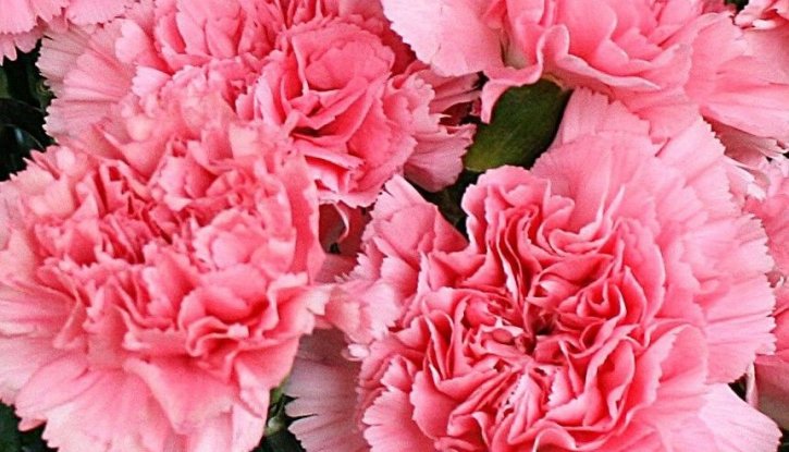 Карамфил розов - Dianthus Pink