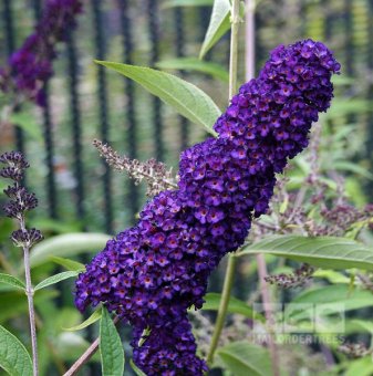 Будлея Лилава Black Knight, Летен люляк - Buddleia Black Knight..