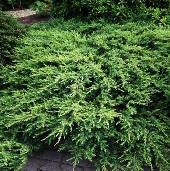 Юниперус  Schlager - Juniperus conferta Schlager