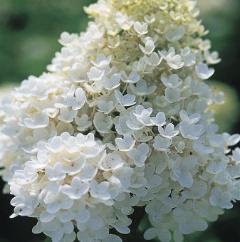 Метличеста хортензия - Hydrangea grandiflora