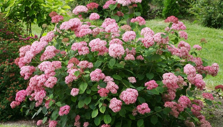 Снимка Хортензия розова - Hydrangea Аrborescens