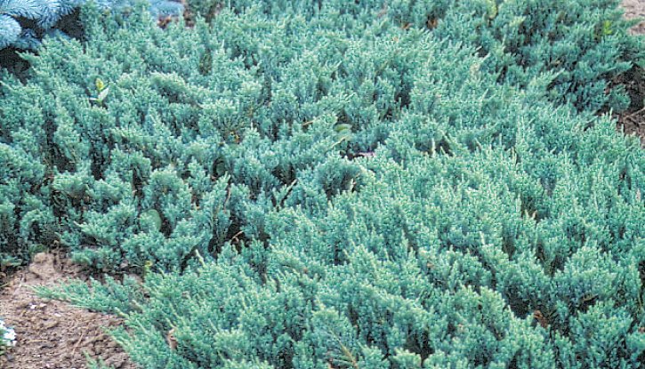 Снимка Юниперус Блу чип - Juniperus Blue Chip