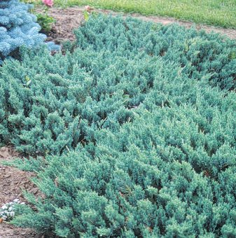 Юниперус Блу чип - Juniperus Blue Chip