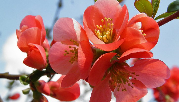 Снимка Японска дюля, Цидония Розова - Cidonia
