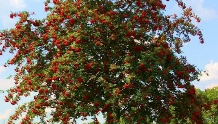 Снимка Офика, Самодивско дърво - Sorbus Aucuparia