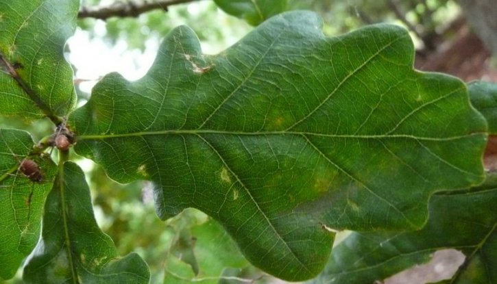 Снимка Обикновен дъб - Quercus robur