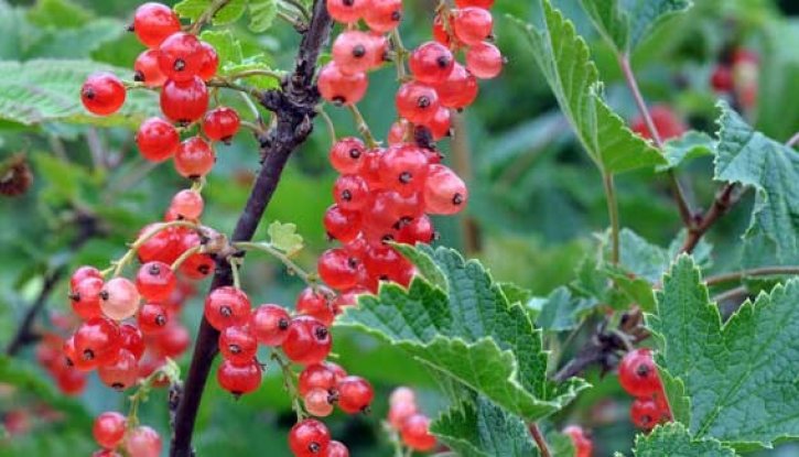 Калина viburnum opulus