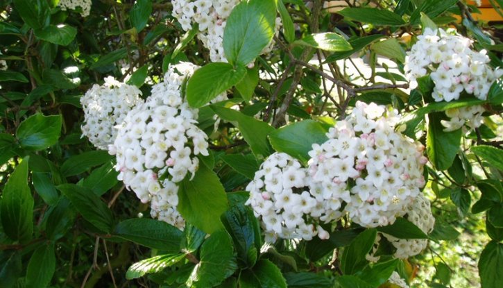 Калина viburnum opulus