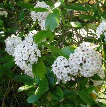 Калина viburnum opulus