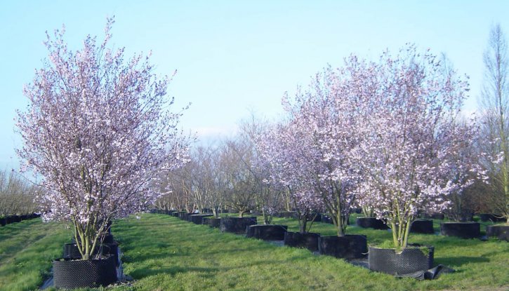 Червенолистна слива - Prunus Nigra
