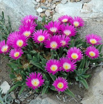Делосперма лилава - Delosperma Sutherlandii