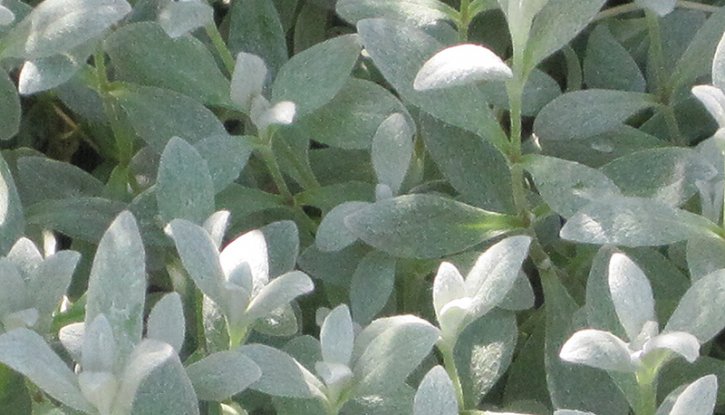 Снимка Церастиум, Рожец  - Cerastium Tomentosum