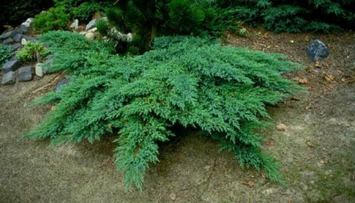 Снимка Хвойна Принца на Уелс - Juniperus horizontalis Prince of Wales