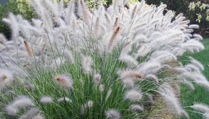 Снимка Пенисетум - Pennisetum - декоративна трева
