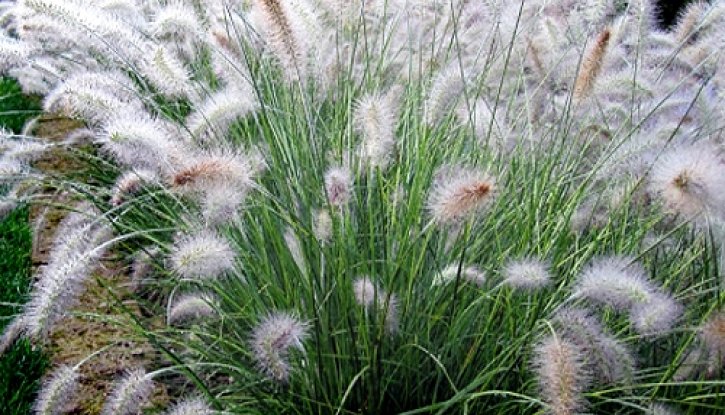 Снимка Пенисетум - Pennisetum - декоративна трева