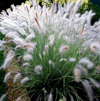 Пенисетум - Pennisetum - декоративна трева