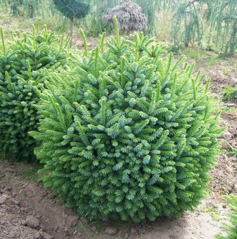 Смърч с кълбовидна форма - Picea abies Globosa