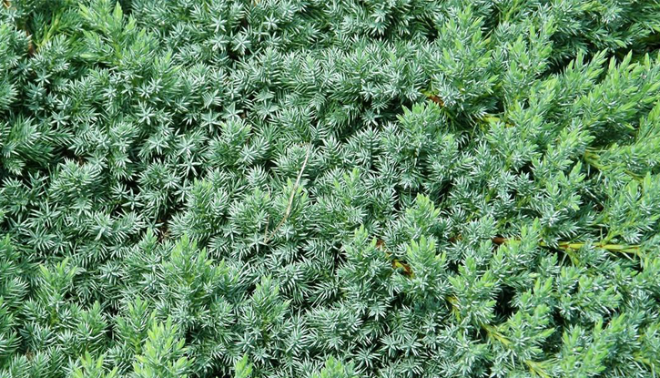 Снимка Юниперус Blue Swede-Hunnetorp - Juniperus Blue Swede-Hunnetorp