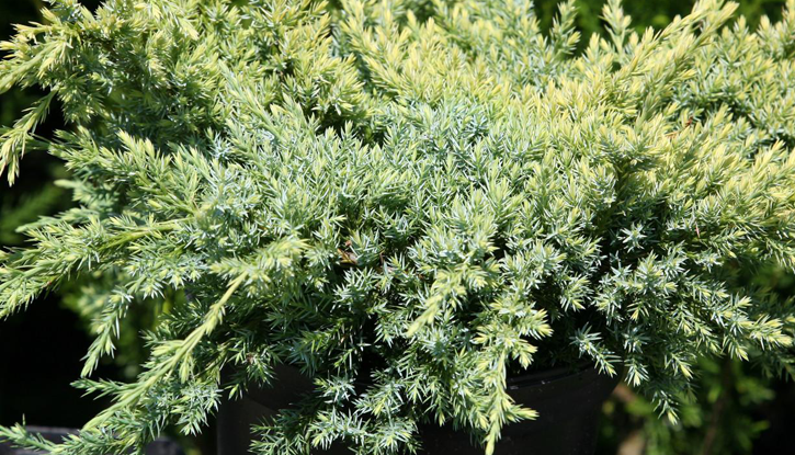 Снимка Юниперус Холгер - Juniperus squamata Holger