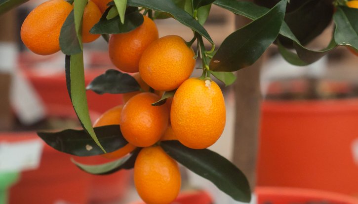 Кумкуат - Citrus kumquat