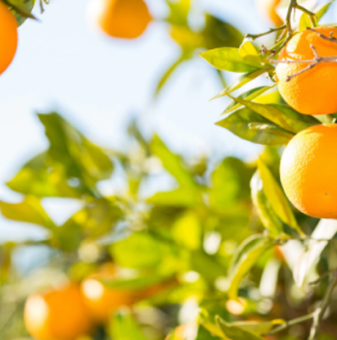 Портокал - Citrus sinensis