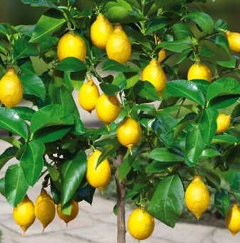 Лимон - Citrus Limon