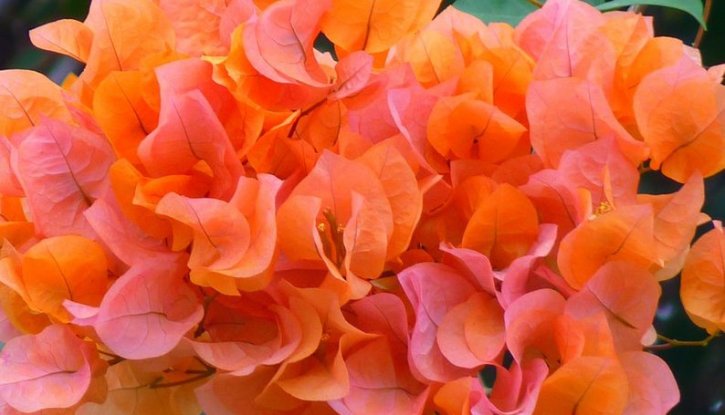 Бугенвиллия оранжевая фото